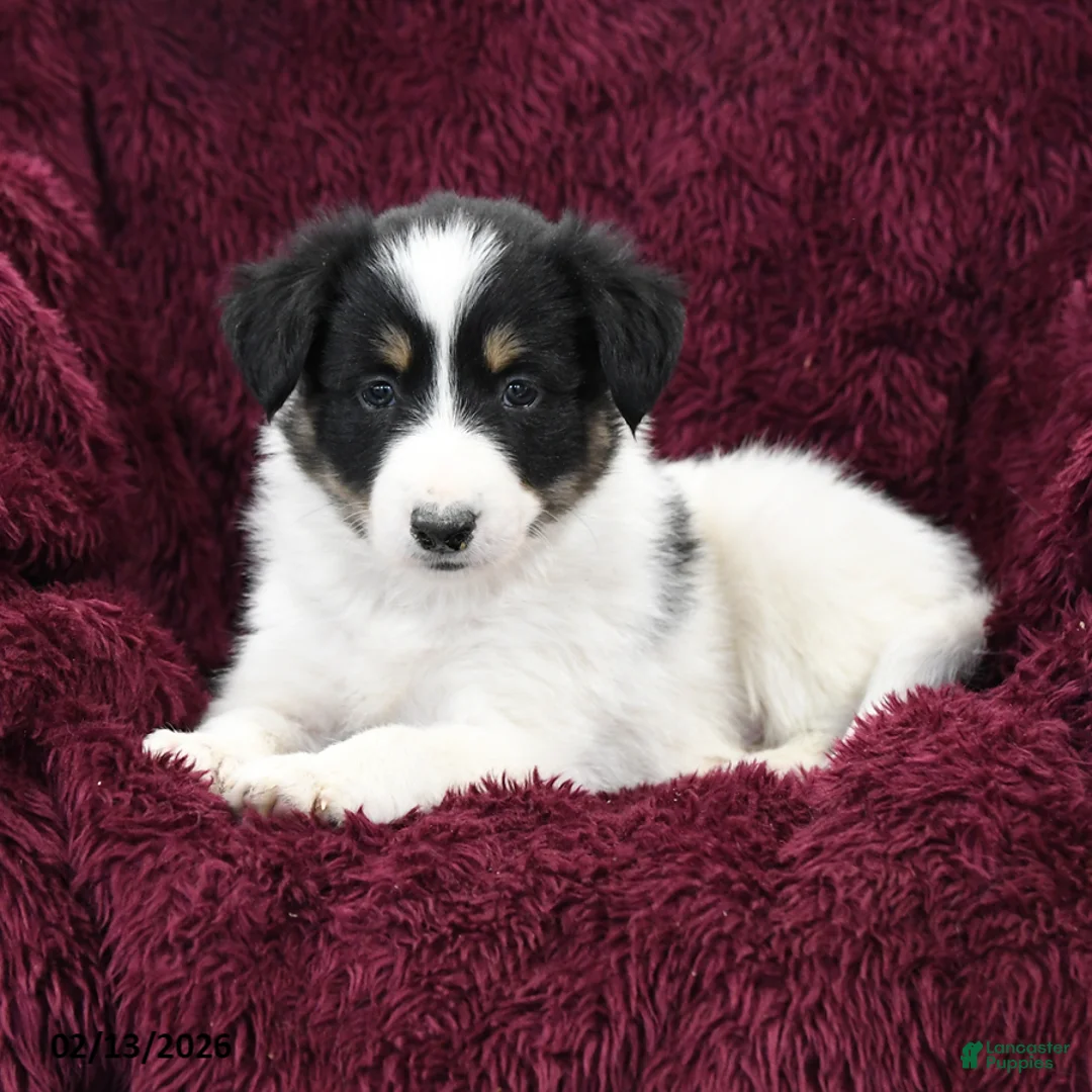 Border Collie dogs for sale: Snickers - Ad 1