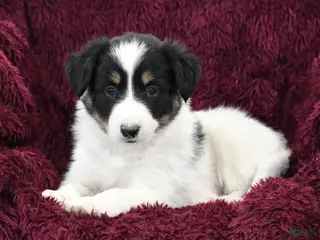 Border Collie dogs Snickers - Ad 36