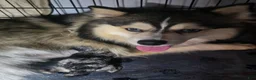 Pomsky dogs for sale: Merle boy - Ad 20