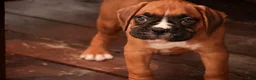Boxer dogs for sale: Hank - Ad 9