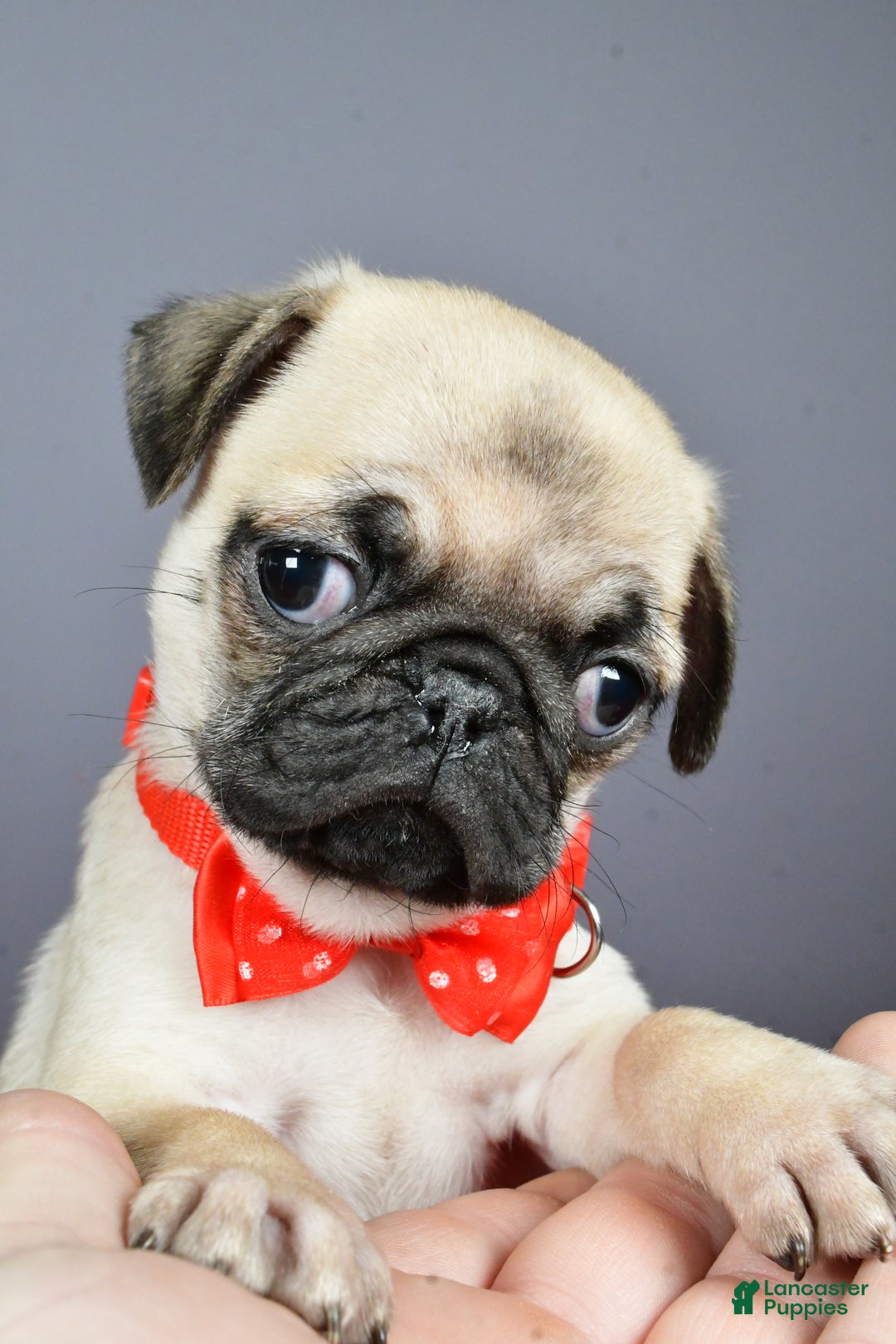 Pug dogs for sale: Tommy - Ad 8
