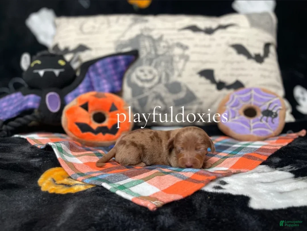 Miniature Dachshund dogs for sale: Ravioli's Smooth Coat Chocolate & Tan Dapple Girl - Ad 1