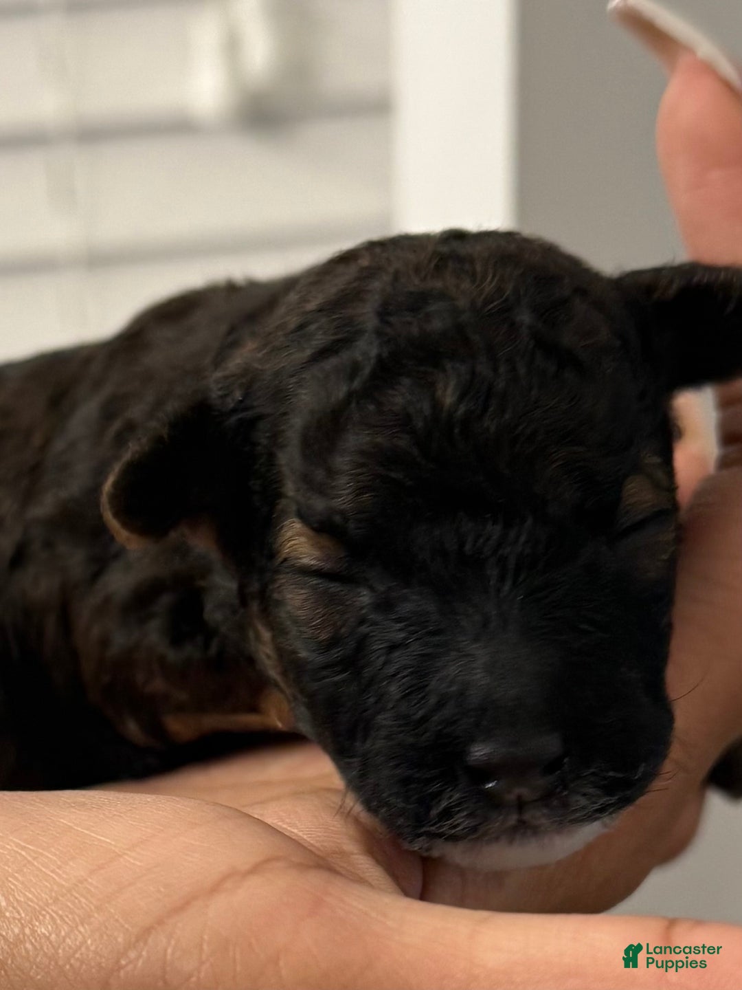 Mini Bernedoodle dogs for sale: Artemis - Ad 4