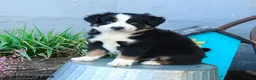 Miniature Australian Shepherd dogs for sale: Lily - Ad 2
