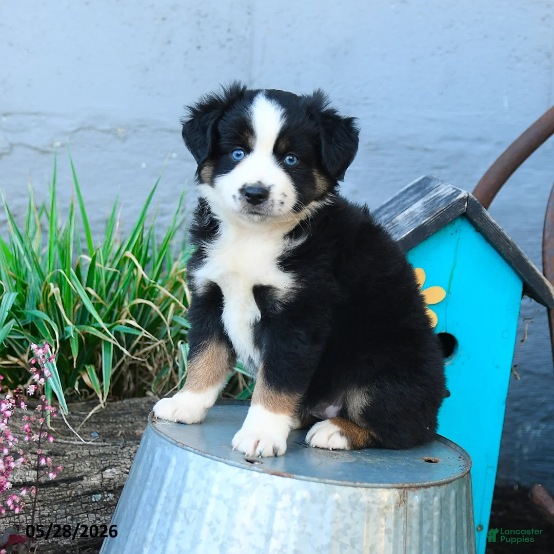 Miniature Australian Shepherd dogs for sale: Lily - Ad 2