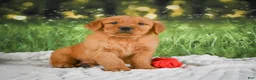 Golden Retriever dogs for sale: Kobe - Ad 3