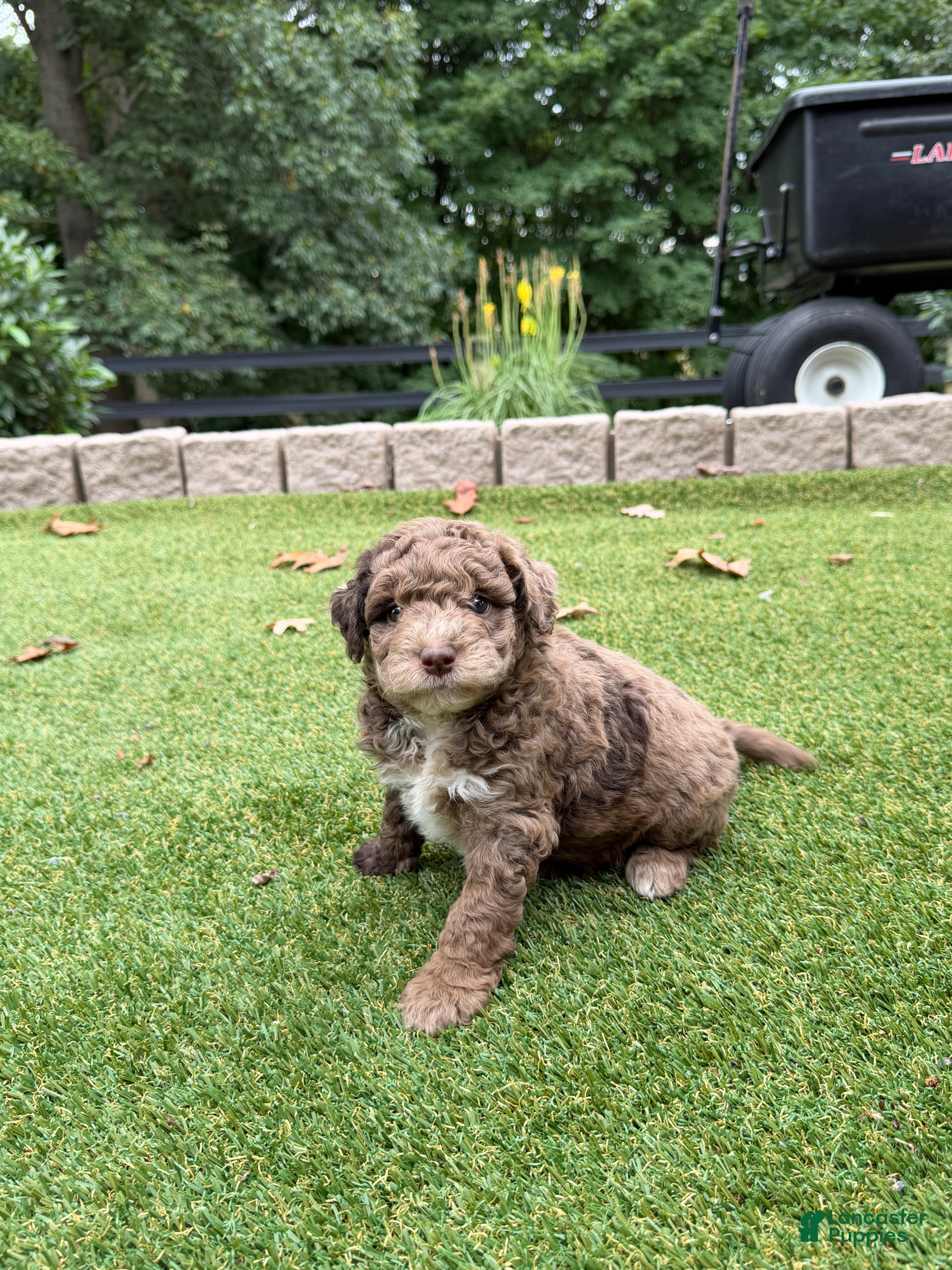 Romeo, Aussiedoodle