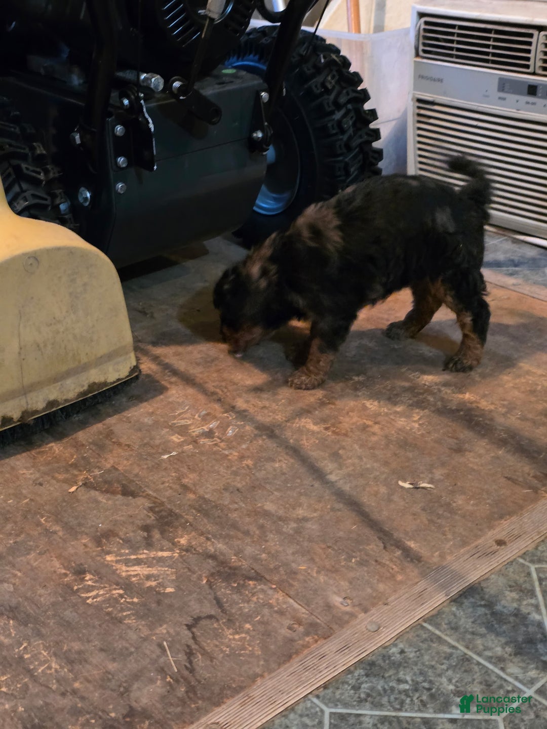 Mini Goldendoodle dogs for sale: Zoe - Ad 2