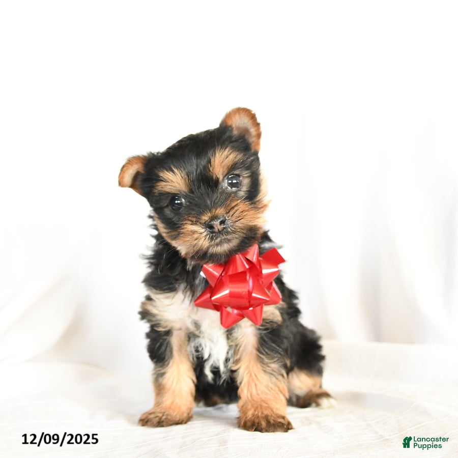 Yorkshire Terrier dogs Paisley - Ad 29