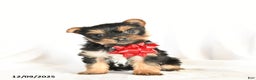 Yorkshire Terrier dogs for sale: Paisley - Ad 1