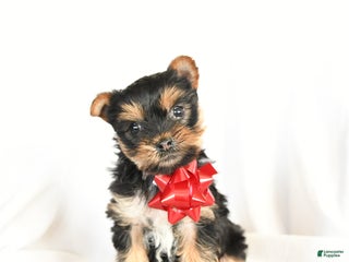 Yorkshire Terrier dogs Paisley - Ad 17