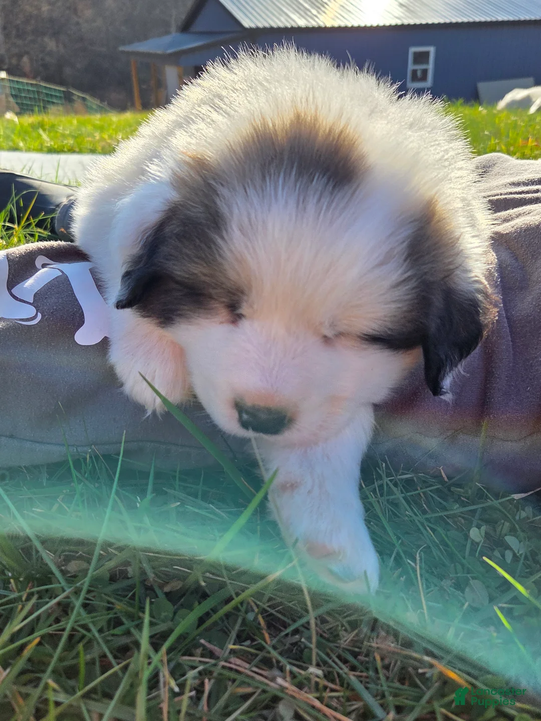 Great Pyrenees dogs for sale: Ralphie - Ad 13