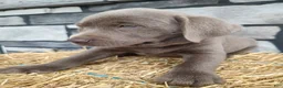 Labrador Retriever dogs for sale: Smasher - Ad 3
