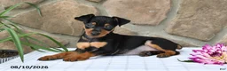 Miniature Pinscher dogs for sale: Brady - Ad 1