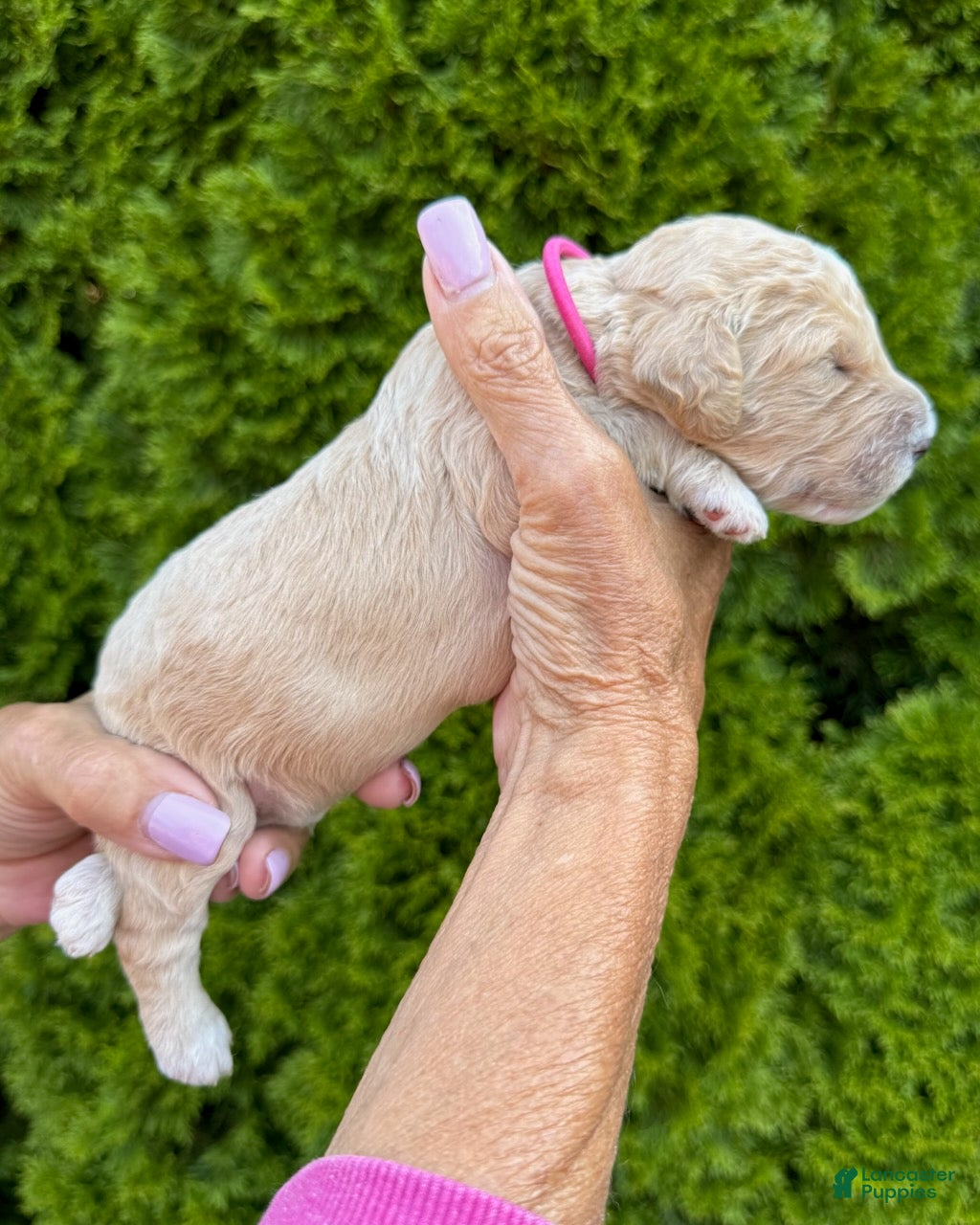 Goldendoodle dogs Dark Pink - Ad 2