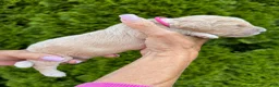 Goldendoodle dogs for sale: Dark Pink - Ad 2