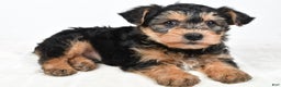 Morkie dogs for sale: Noah - Ad 2