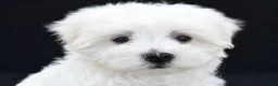 Maltese dogs for sale: Sammy - Ad 7