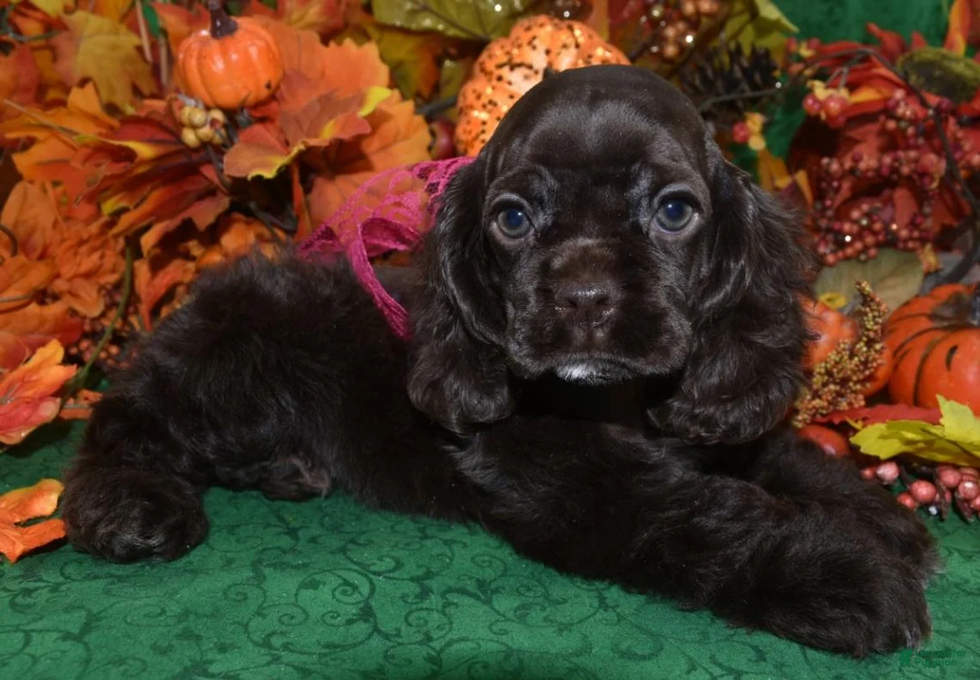 Cocker Spaniel dogs for sale: AKC Sugar Chocolate American Cocker Spaniel Puppy - Ad 2
