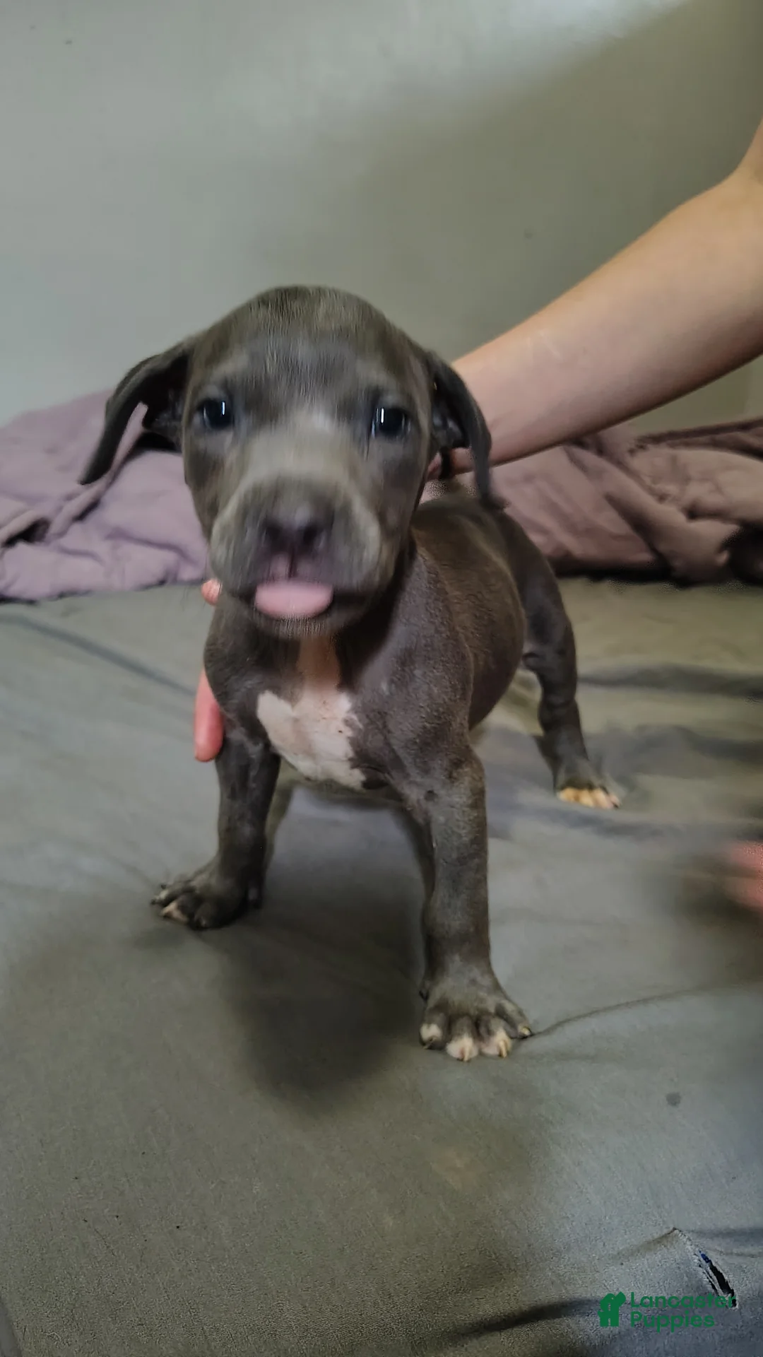 American Staffordshire Terrier dogs for sale: American Staffordshire Terrier 2 - Ad 2
