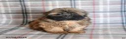 Shih Tzu dogs for sale: Ken  - Ad 12
