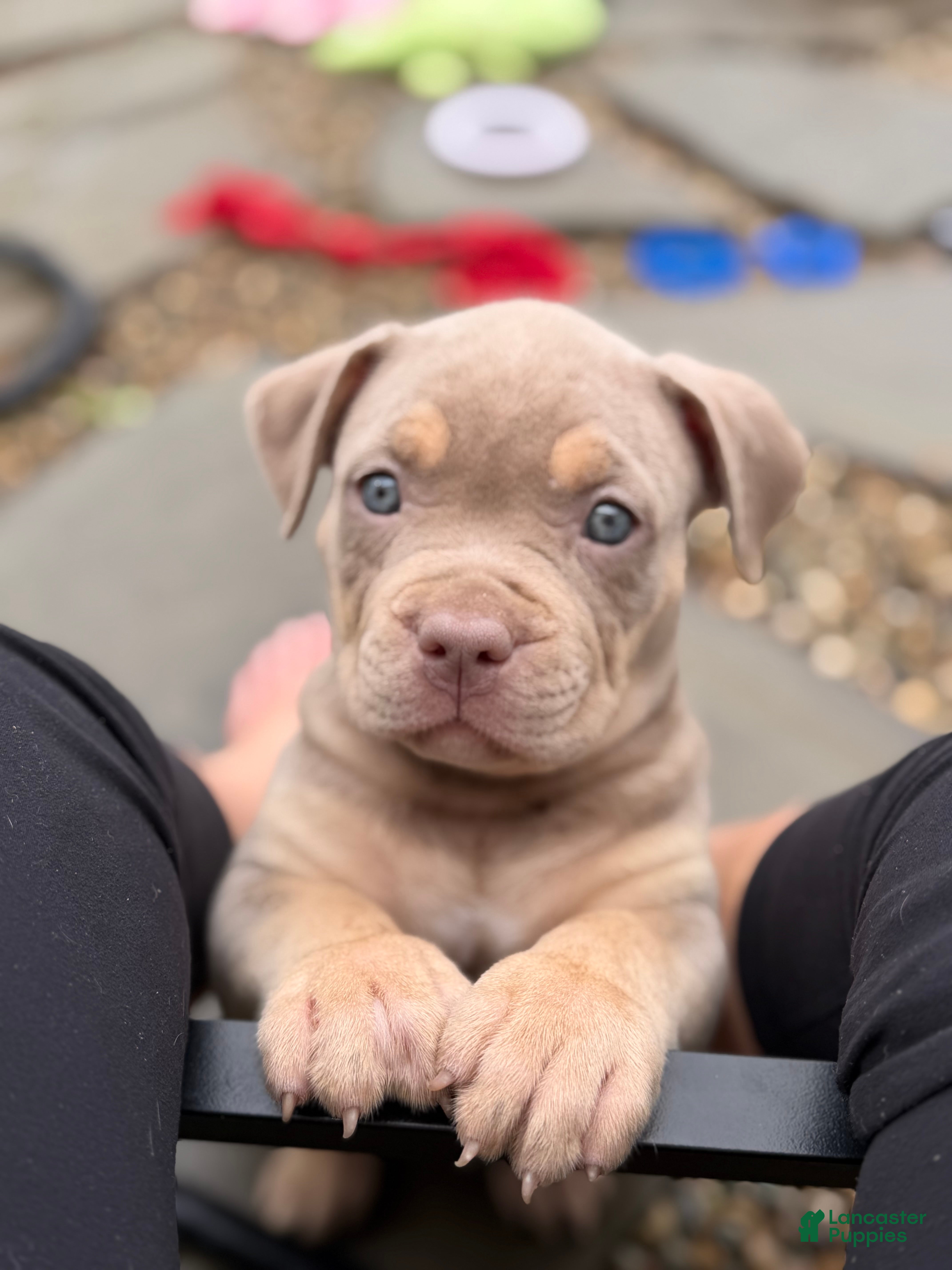 American Bully dogs Milly - Ad 1