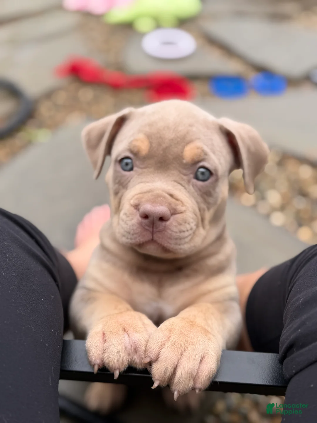 American Bully dogs for sale: Milly - Ad 1