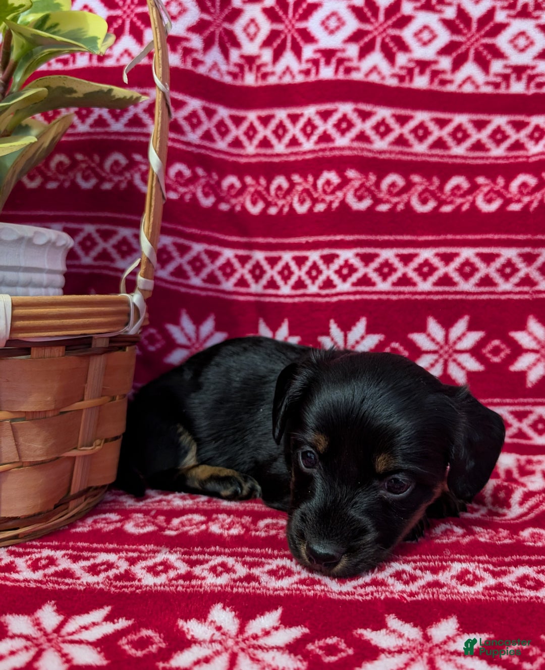 Miniature Dachshund dogs for sale: Anna  - Ad 3