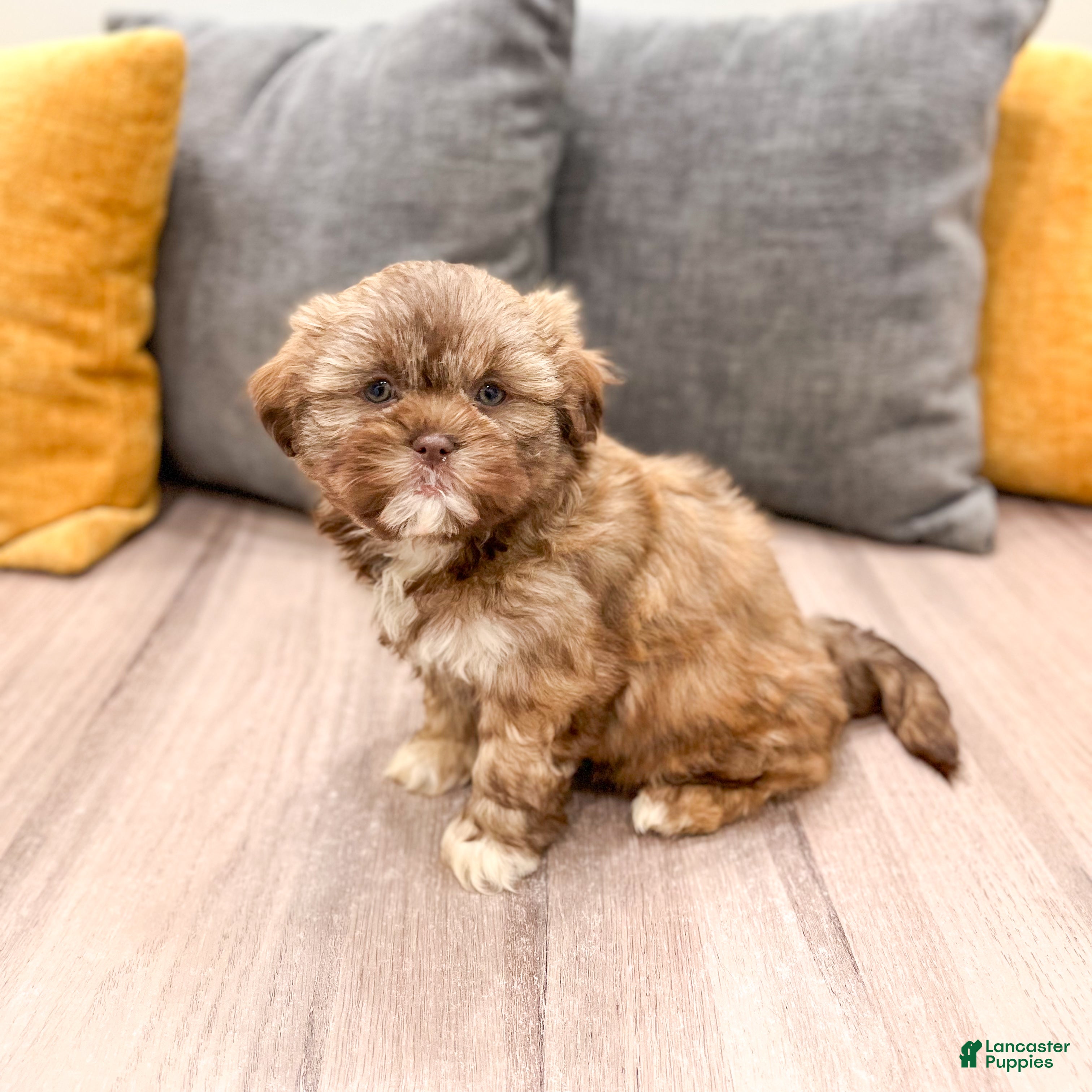 Shih Tzu dogs Heidi - Ad 1