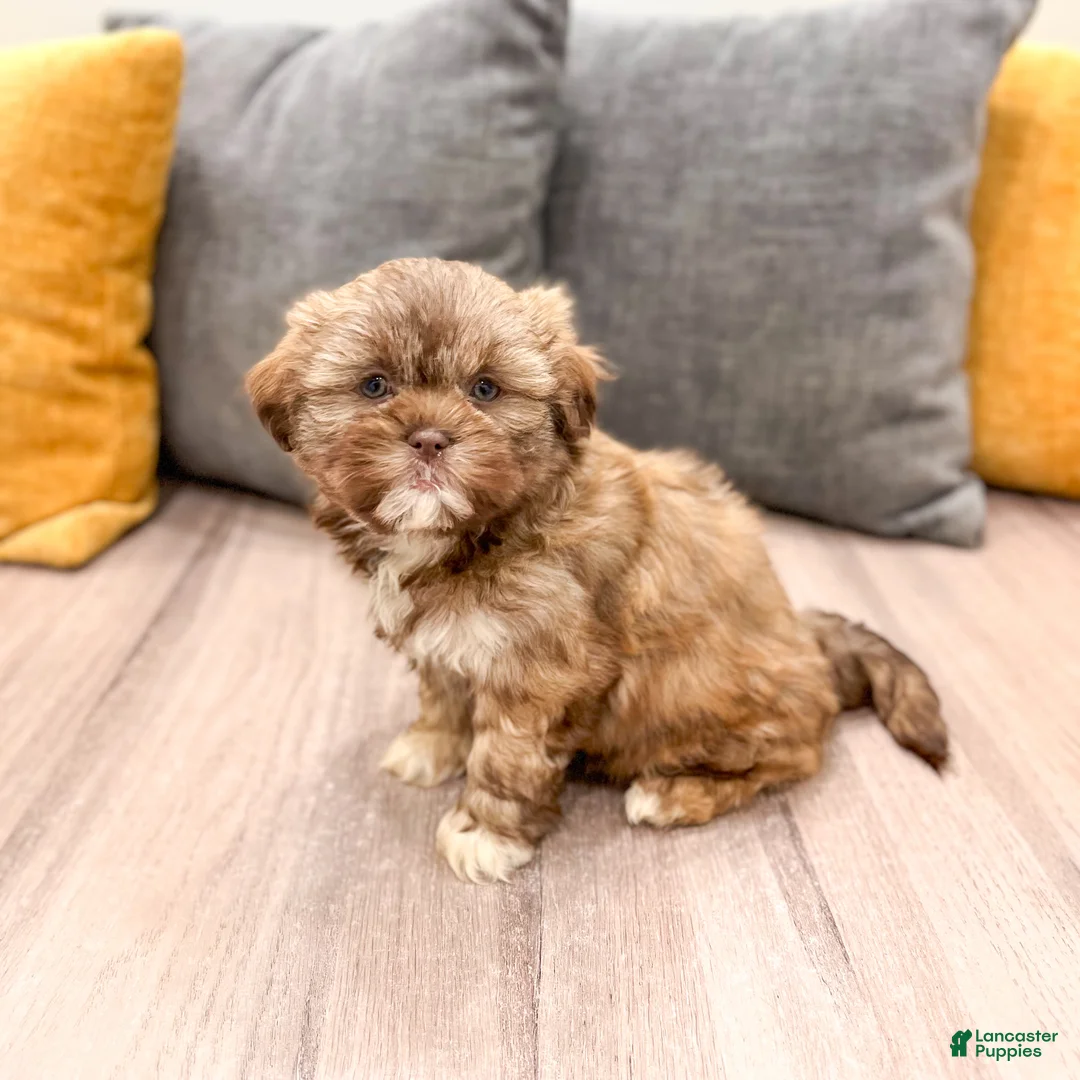 Shih Tzu dogs for sale: Heidi - Ad 1