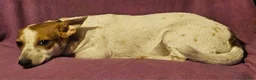 Chihuahua dogs for sale: Princess "T-Cup" - Ad 7