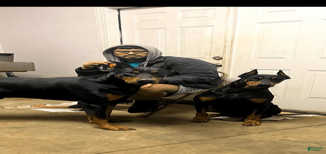 Gallery Image {{count}}