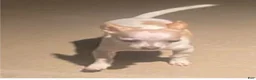 Chihuahua dogs for sale: Vanillas tiny white teacup girl. Hand Delivery  - Ad 8