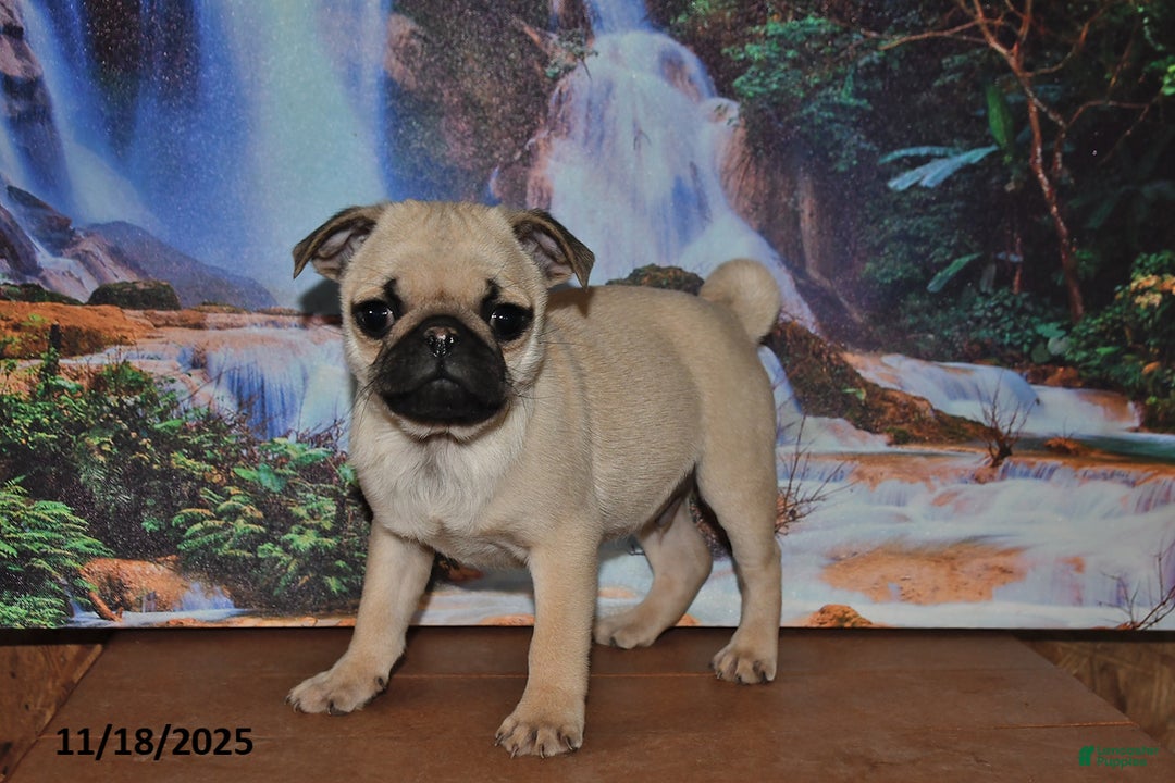 Pug dogs for sale: Rusty - Ad 2