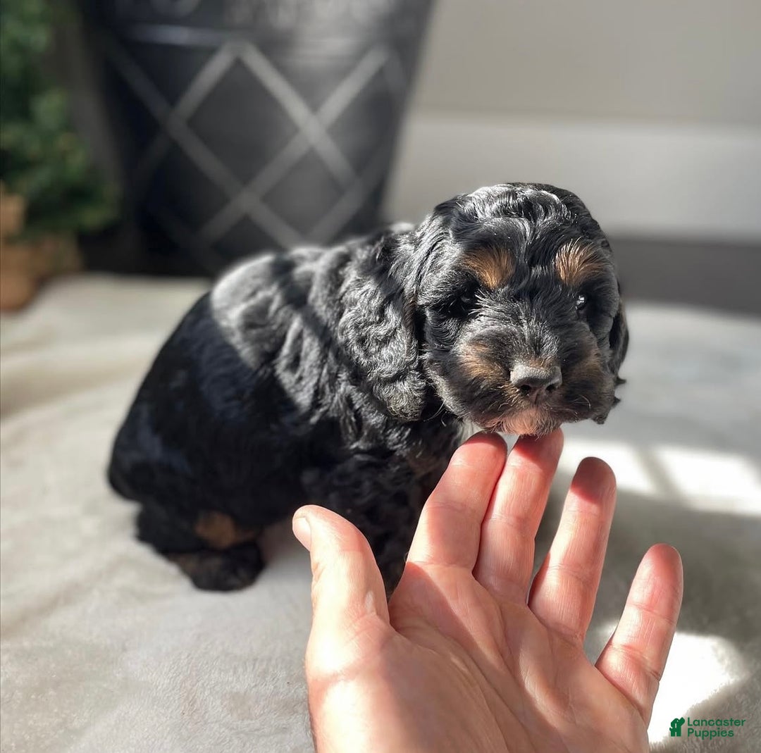 Cockapoo dogs for sale: Socks - Ad 4