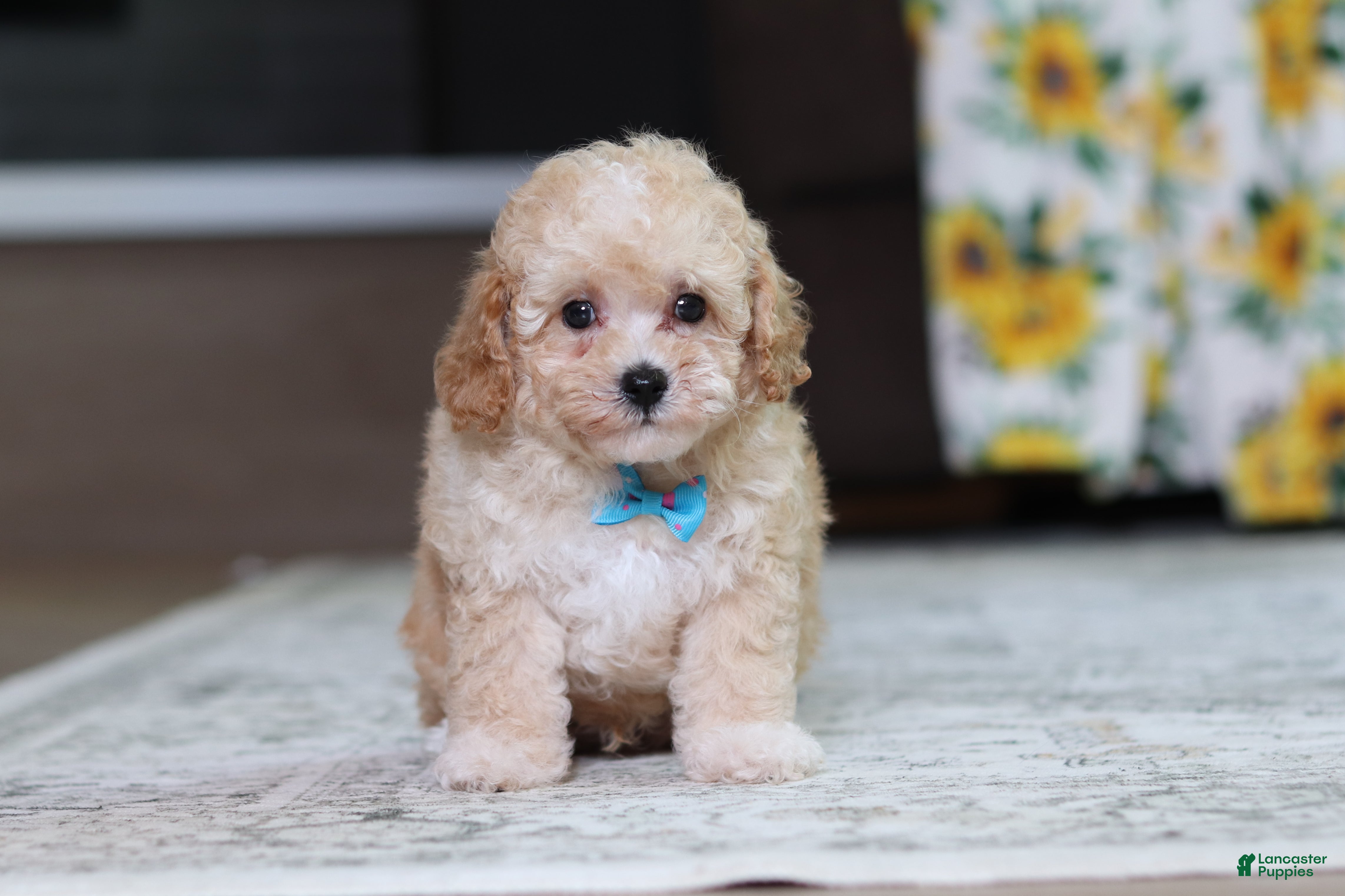 Miniature Poodle dogs Denver - Ad 1