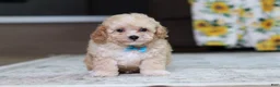 Miniature Poodle dogs for sale: Denver (AKC) - Ad 1