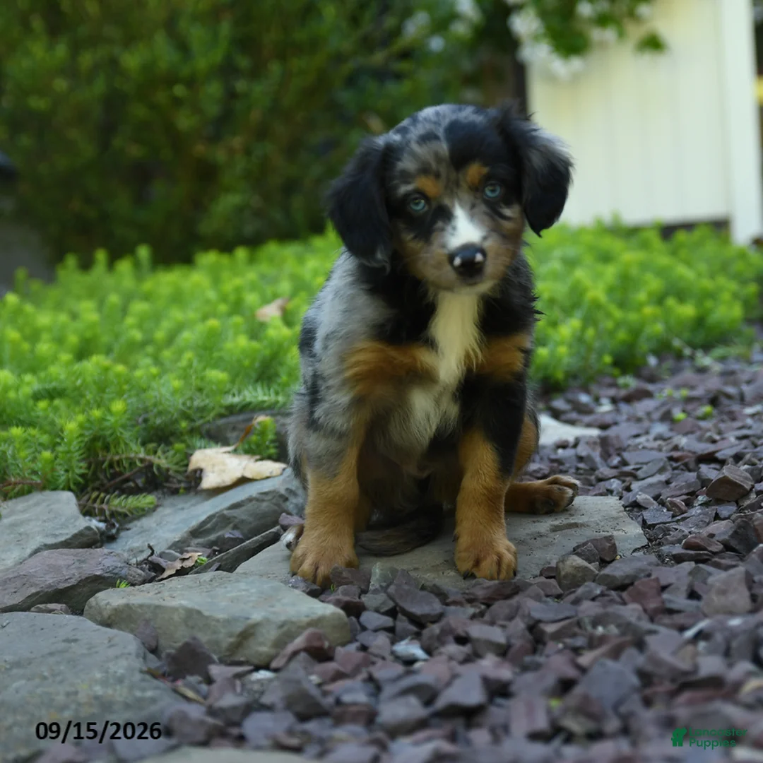 Aussiedoodle dogs for sale: Pipin - Ad 3