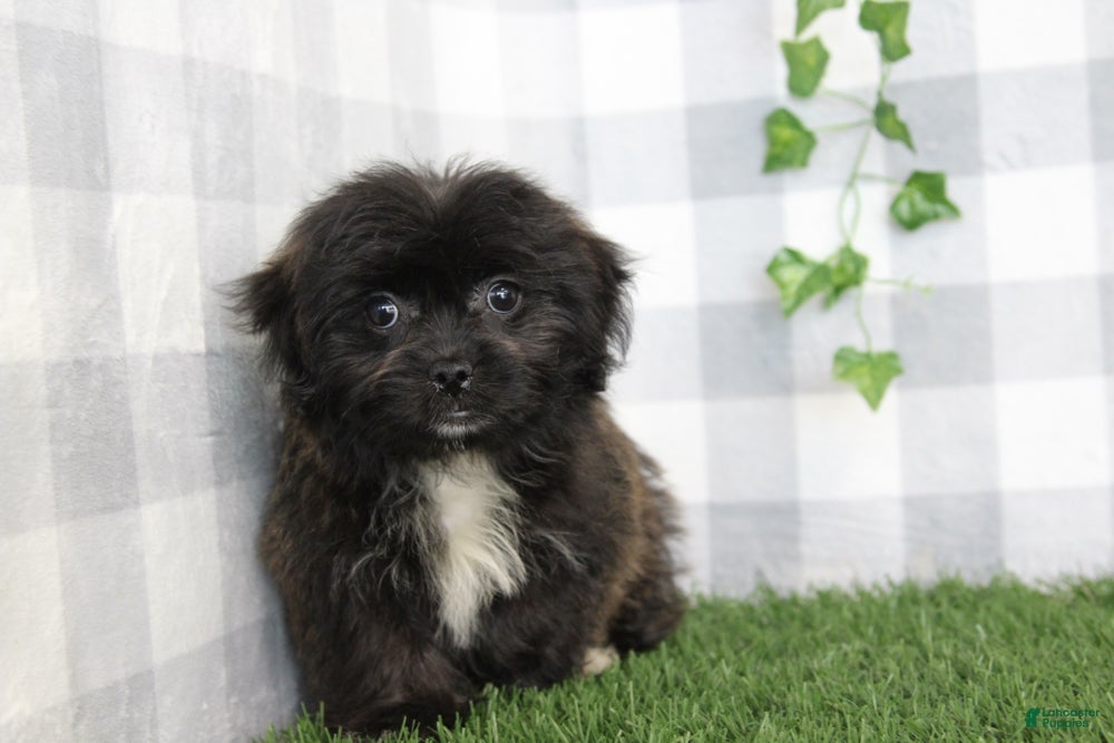 Shorkie dogs Illari - Ad 7
