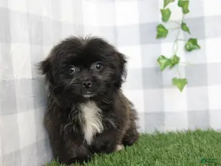 Shorkie dogs Illari - Ad 7