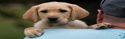 Labrador Retriever dogs for sale: Shadow - Ad 1