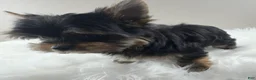 Yorkshire Terrier dogs for sale: Mo - Ad 8