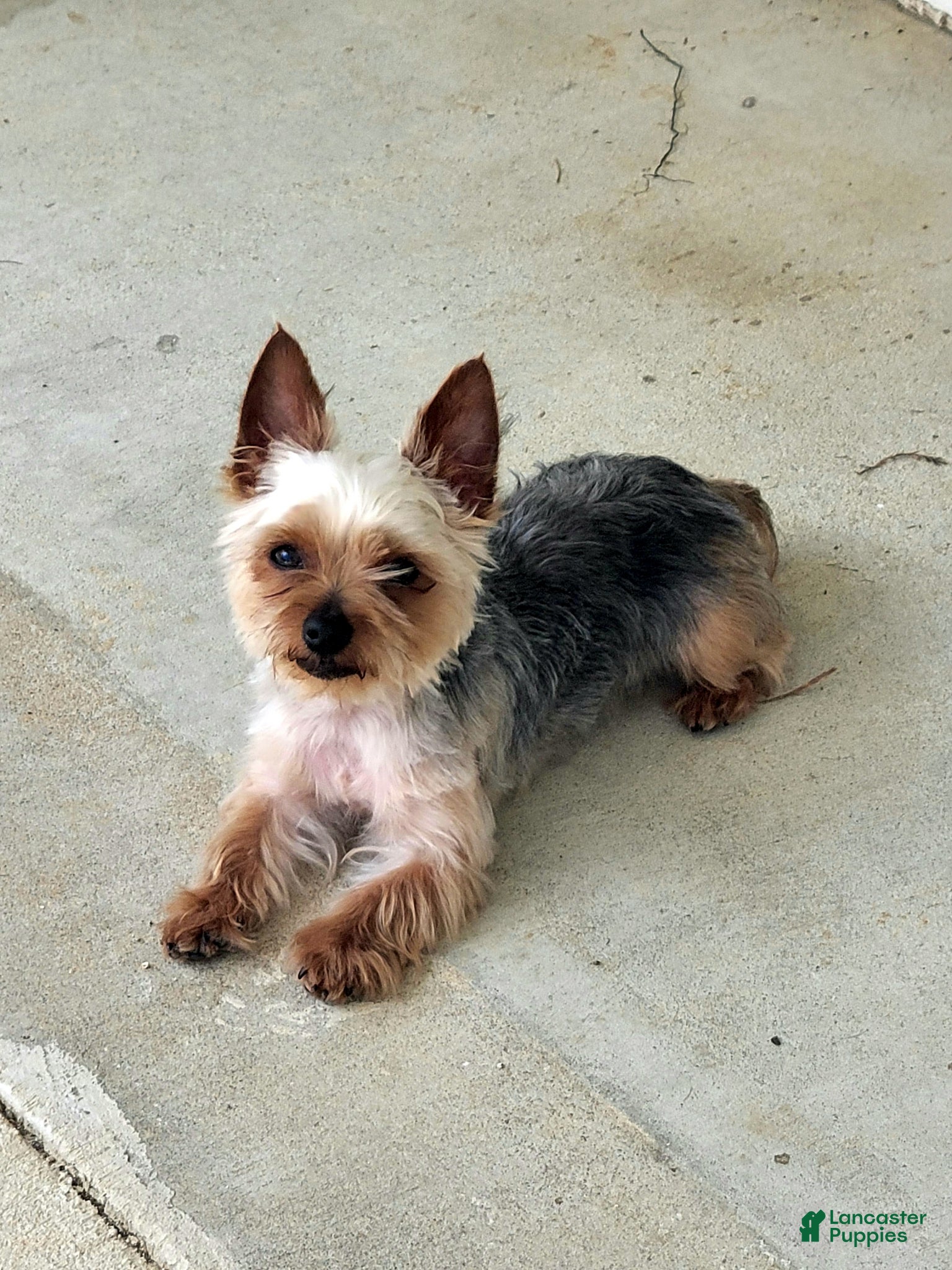 Yorkshire Terrier dogs Yeti looking for a girlfriend.  - Ad 1