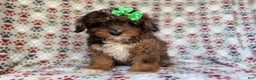 Mini Aussiedoodle dogs for sale: Lainey - Ad 4