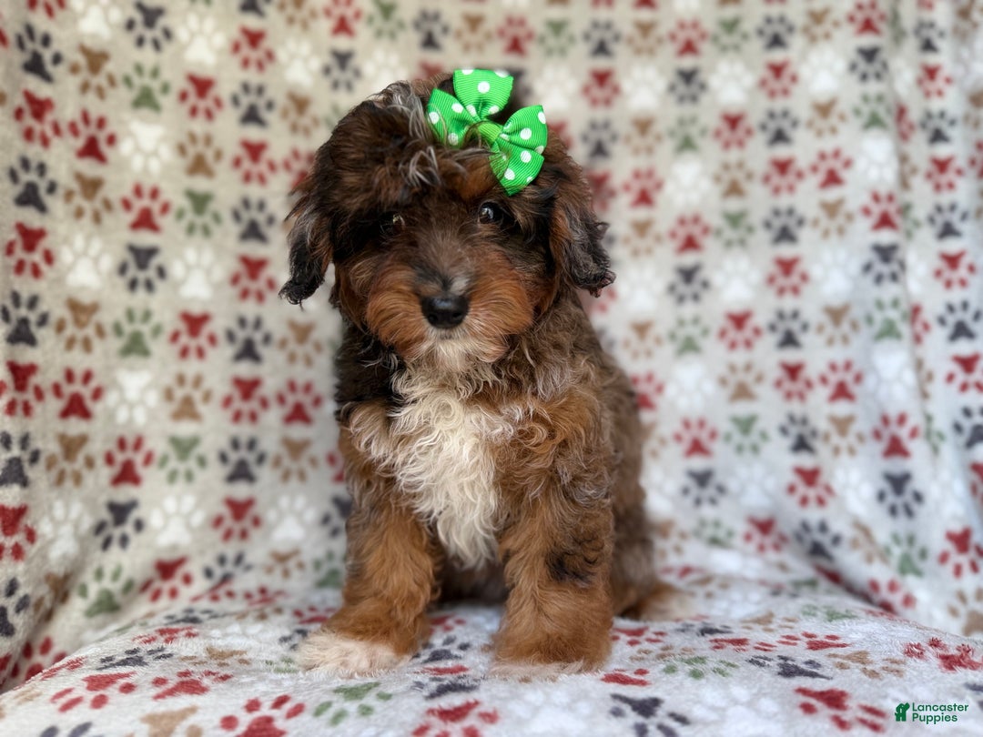 Mini Aussiedoodle dogs for sale: Lainey - Ad 4