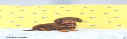 Miniature Dachshund dogs for sale: Precious - Ad 2