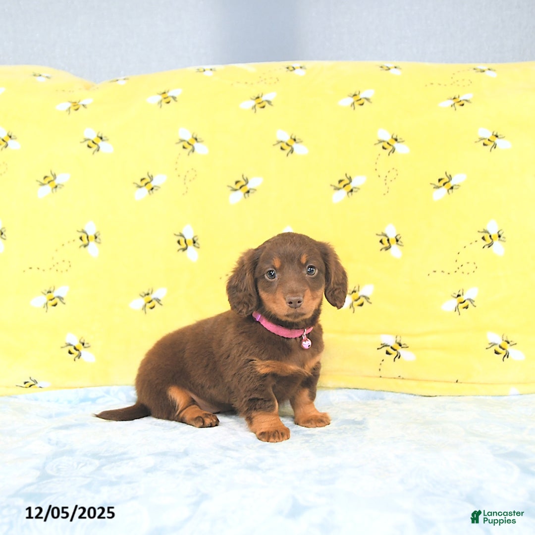 Miniature Dachshund dogs for sale: Precious - Ad 2