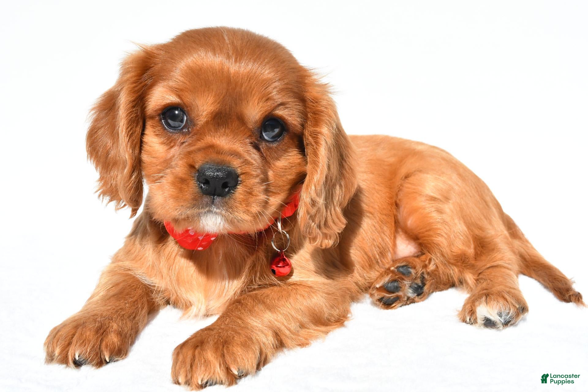 Cavalier King Charles Spaniel dogs Elmo - Ad 1