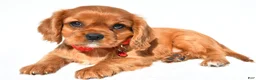Cavalier King Charles Spaniel dogs for sale: Elmo - Ad 1