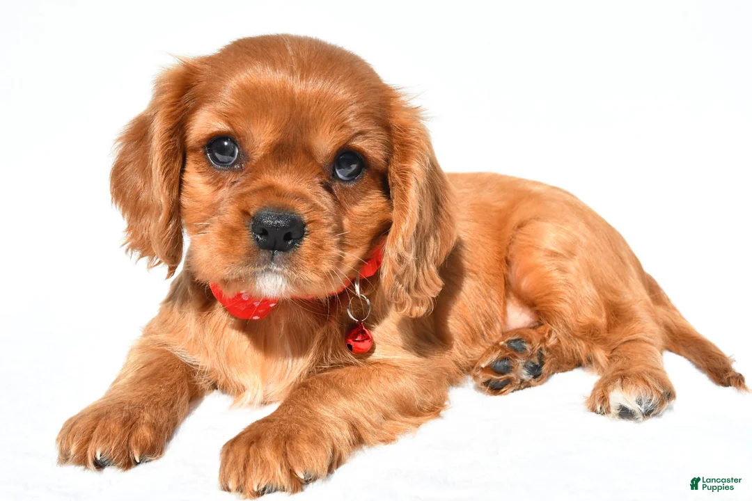 Cavalier King Charles Spaniel dogs for sale: Elmo - Ad 1
